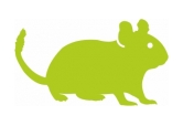 Tyčinky pre degu